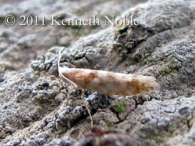 Argyresthia cupressella - Kenneth Noble - record shot